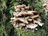 Merulius tremellosus image