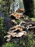 Merulius tremellosus image