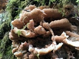 Merulius tremellosus image