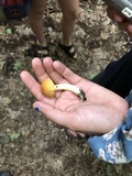 Leccinum longicurvipes image