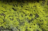 Chrysothrix chlorina image