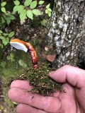 Ganoderma curtisii image