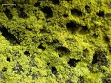 Chrysothrix chlorina image