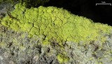 Chrysothrix chlorina image