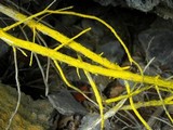 Chrysothrix candelaris image