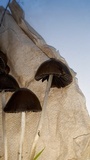 Parasola auricoma image