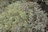Cladina arbuscula image