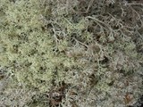 Cladina arbuscula image