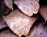 Sphaeropsis sapinea image