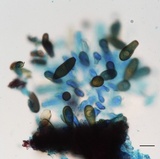 Sphaeropsis sapinea image