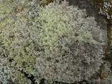 Cladina arbuscula image