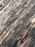 Ascocoryne sarcoides image
