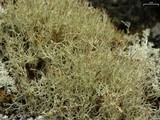 Cladonia amaurocraea image