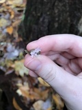 Lycogala epidendrum image