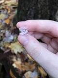 Lycogala epidendrum image