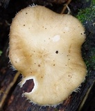 Lentinus swartzii image