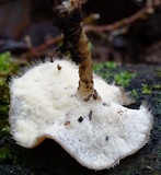 Lentinus swartzii image