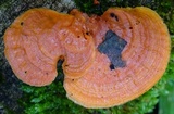 Earliella scabrosa image