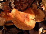 Tricholomopsis rutilans image