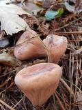 Clavariadelphus truncatus image