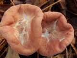 Clavariadelphus truncatus image