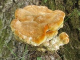Bondarzewia berkeleyi image