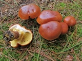 Suillus grevillei image