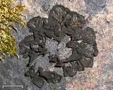 Collema furfuraceum image