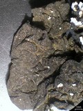 Collema furfuraceum image