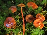 Phaeocollybia christinae image
