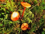 Phaeocollybia christinae image