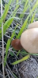 Parasola conopilea image