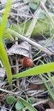 Parasola conopilea image