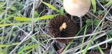 Parasola conopilea image