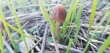 Parasola conopilea image