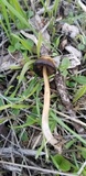 Parasola conopilea image