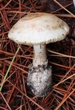 Amanita mutabilis image
