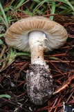 Amanita mutabilis image