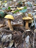 Suillus punctipes image