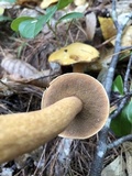 Suillus punctipes image