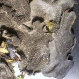 Leptogium burnetiae image