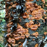 Phlebia radiata image