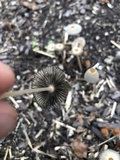 Parasola auricoma image