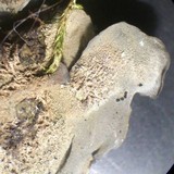 Leptogium burnetiae image