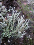 Cladonia scabriuscula image