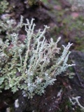 Cladonia scabriuscula image