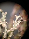 Cladonia scabriuscula image