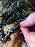 Ramaria abietina image