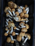 Agaricus nanaugustus image
