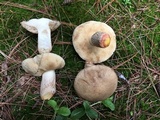 Retiboletus fuscus image